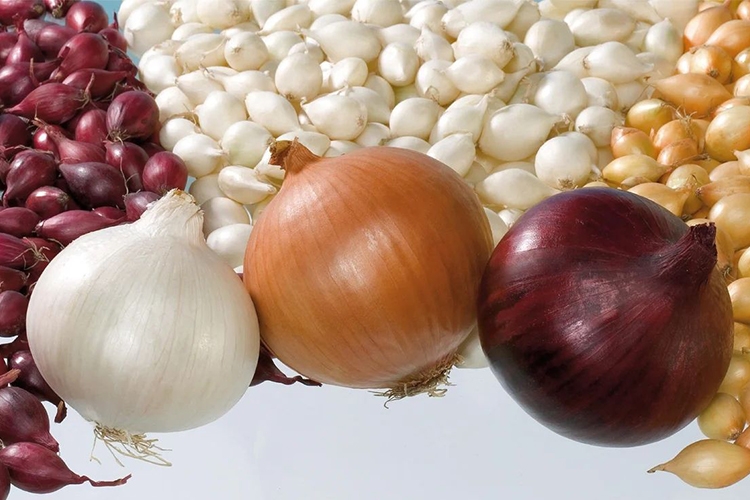 buslavia-to-buy-onion-seedlings_2